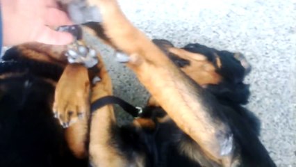 Most Submissive Rottweilers Ever
