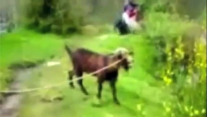 Une chevre qui crie comme un humain