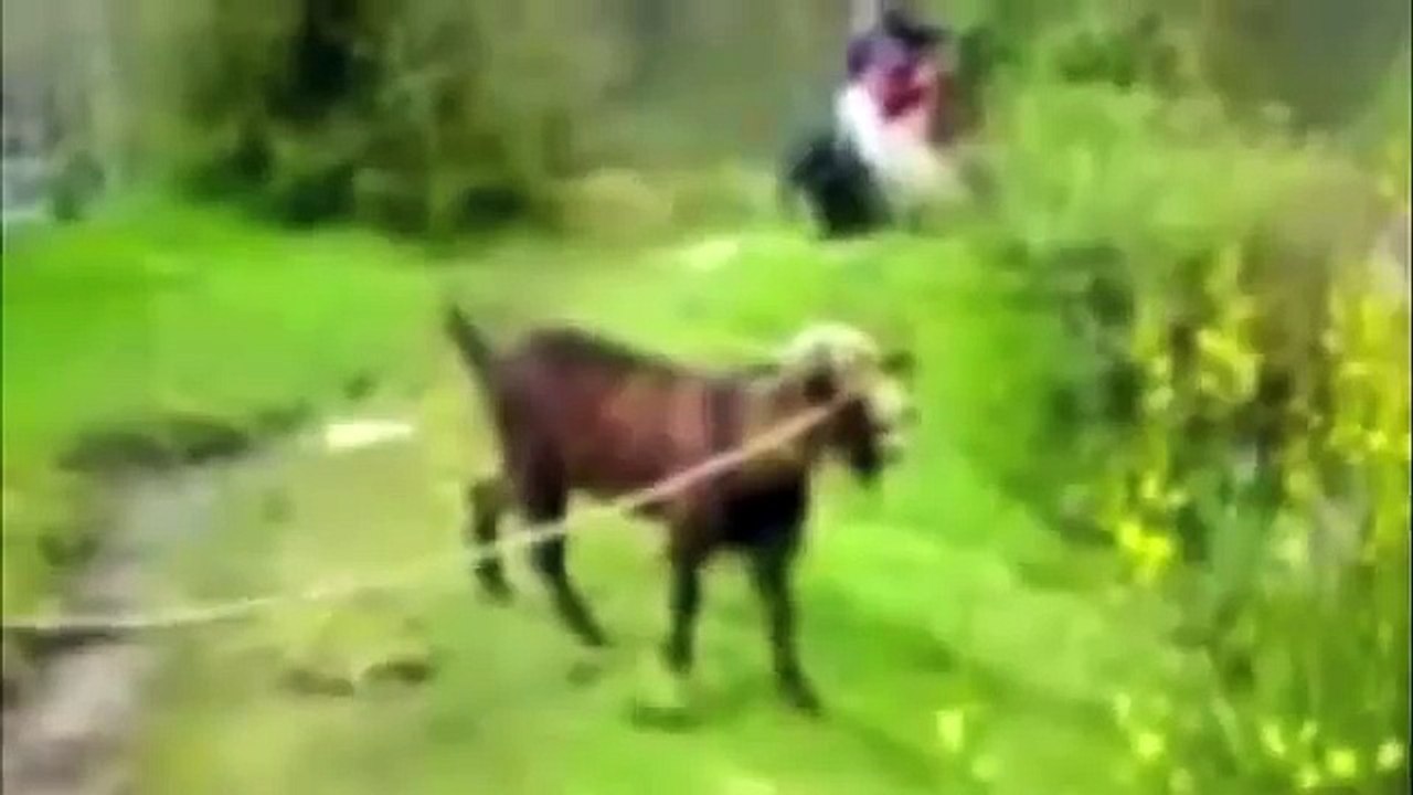 Une chevre qui crie comme un humain