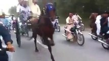charsi wachera horse try hazro