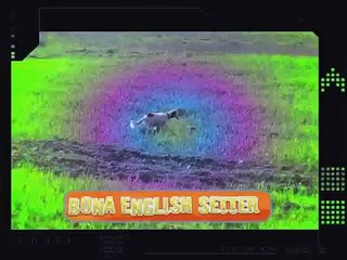 Bona English setter inglese -ferma-nipote di BIG JIM