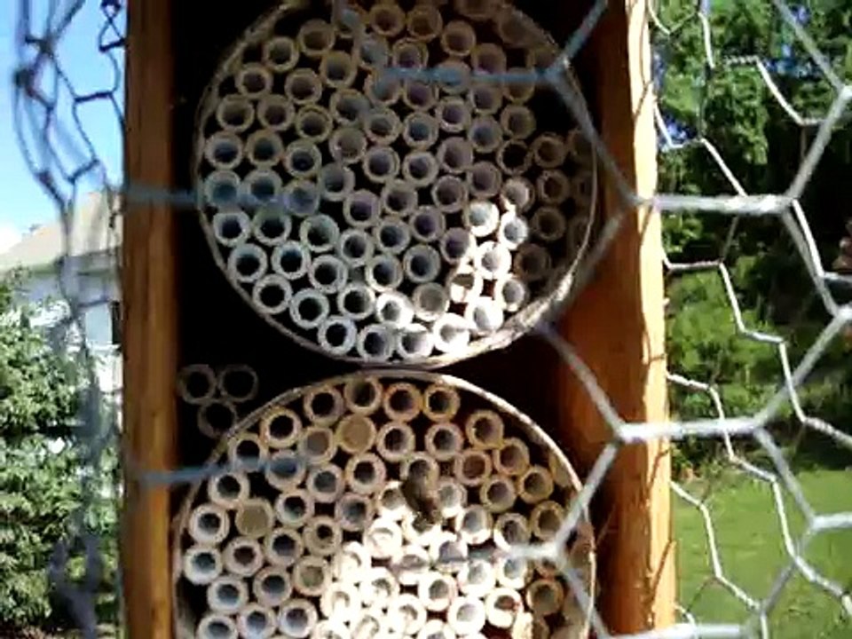 May 2010 mason bees