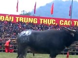 bullfighting traditions, bullfighting