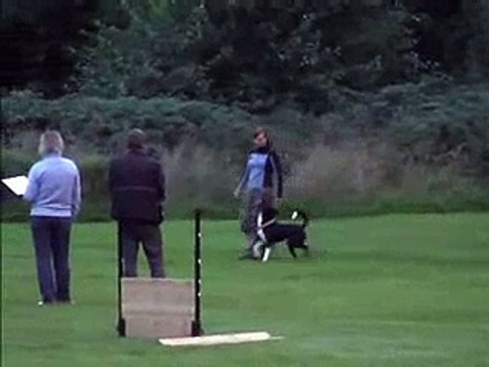 Missy, obedience trial (lydnadsklass II)