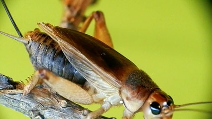 "Mantis The Alien Predator" - Modliszka obcy drapieżnik