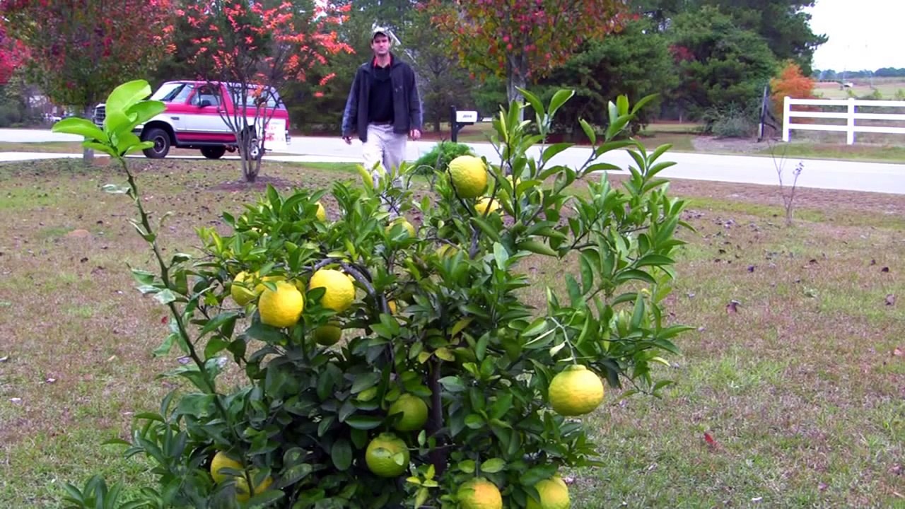 Ponderosa Lemon Tree