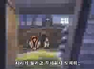 뉴라이브바카라 ▨＠↗-( SSP７７８。ㄷ0Ｍ )-↖♡▨ 뉴라이브바카라