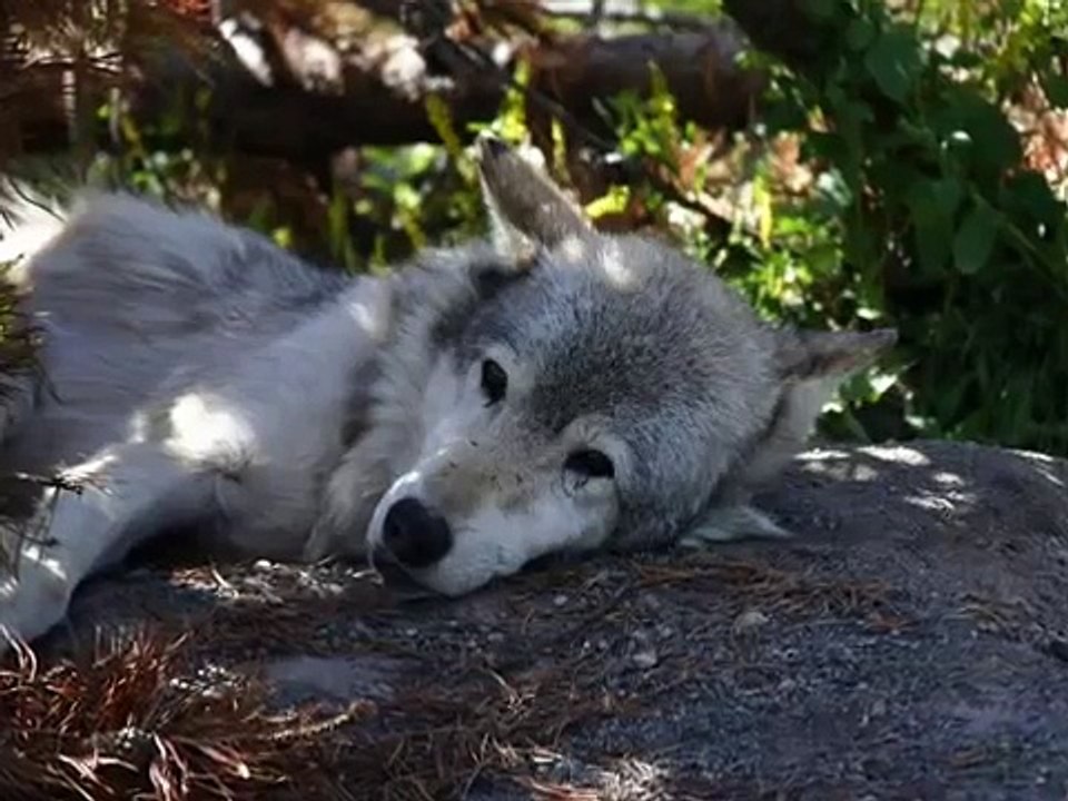 Wolves - Sound The Bugle