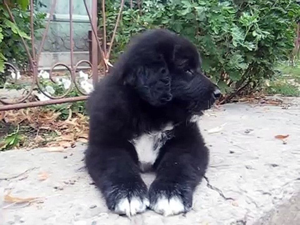 Romanian Raven Shepherd Dog - Haiduc Ciobanesc corb