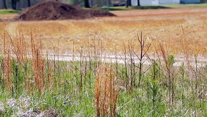 Farmaggedon -- The True Cost of Cheap Meat