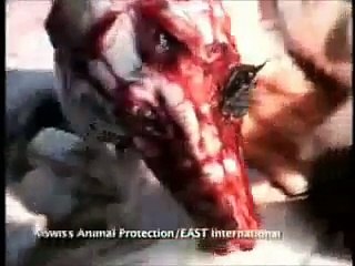 Tak wygląda życie psów w Chinach 2 :-(