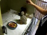 feeding baby Red Tail Hawks