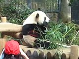 Giant Panda at Ueno Zoo in Japan