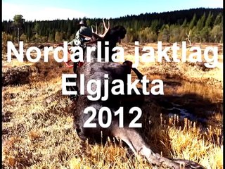 Elgjakt 2012 med hodekamera. Bull moose 283 kg