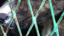 Animal Care Fuerteventura Rettung aus der Tötungsstation Tuineje