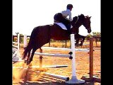 SOLD: All Around, 3rd/4th Level Dressage   3'3