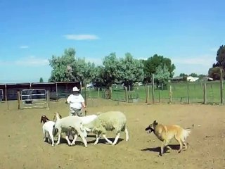 Logan, Belgian Tervuren, Herding Lesson 2 - Mixed herd.