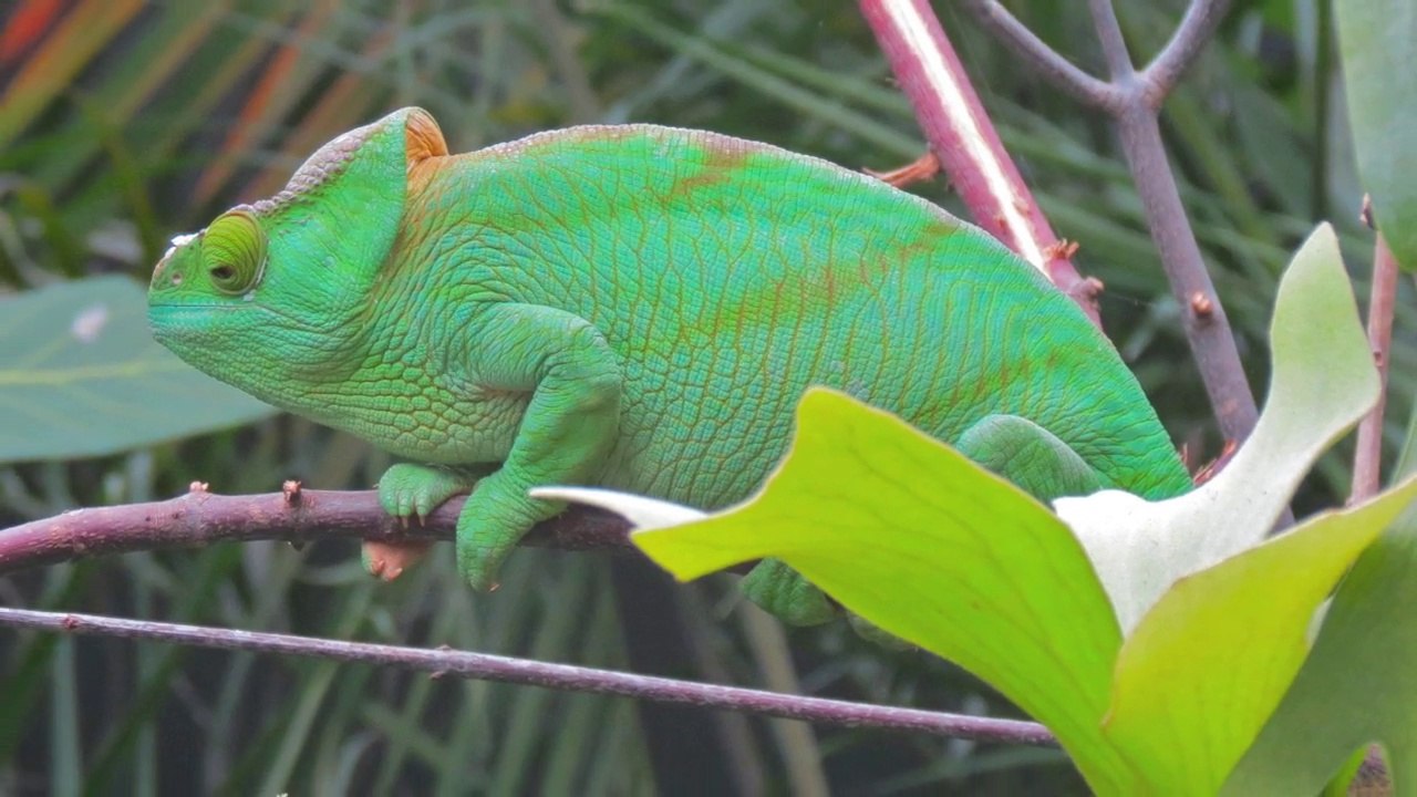 Zoo de Vincennes 2015