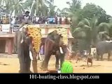 Vicious Elephant Attacks and Kills an Unlucky Guy