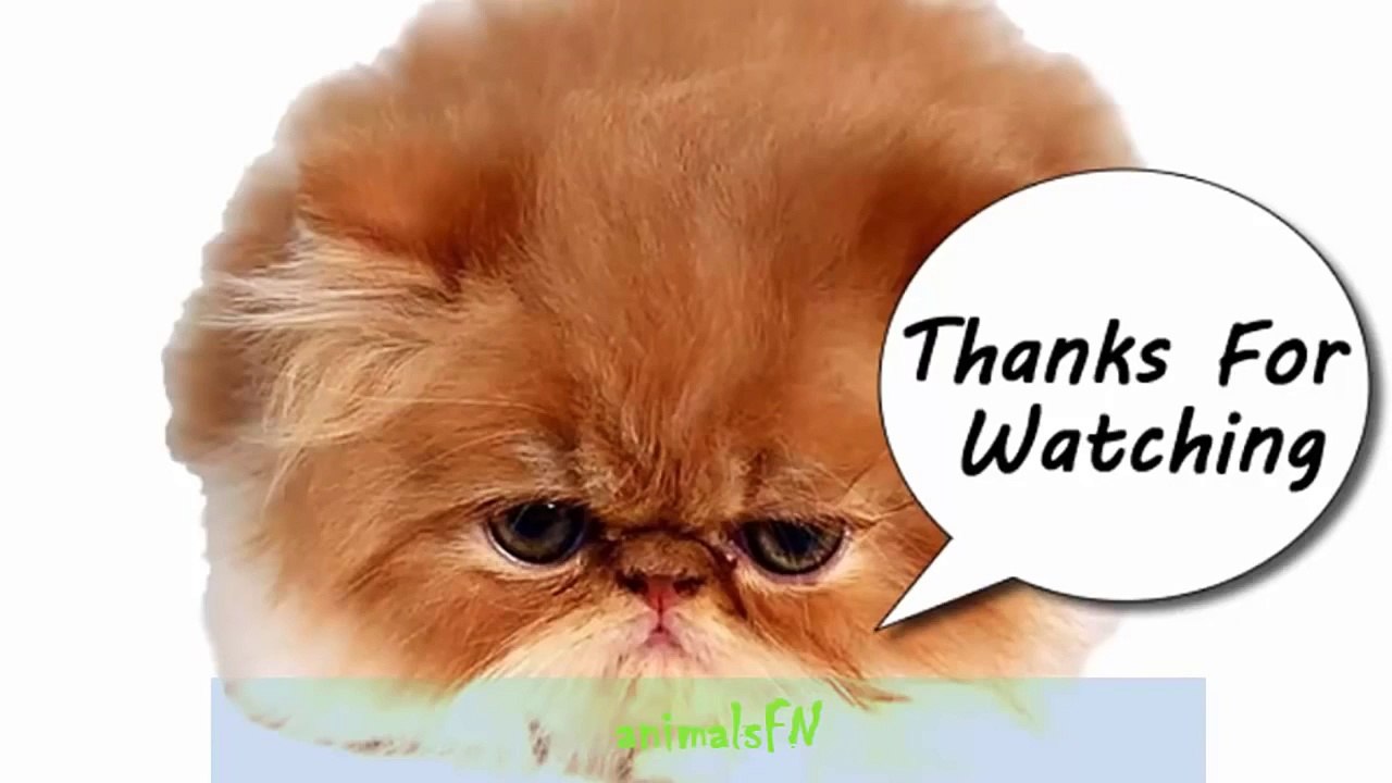 Funny Videos-Funny Animals-Funny Cats-Funny Dogs-Videos Funny Dogs and Cats and babies 2015