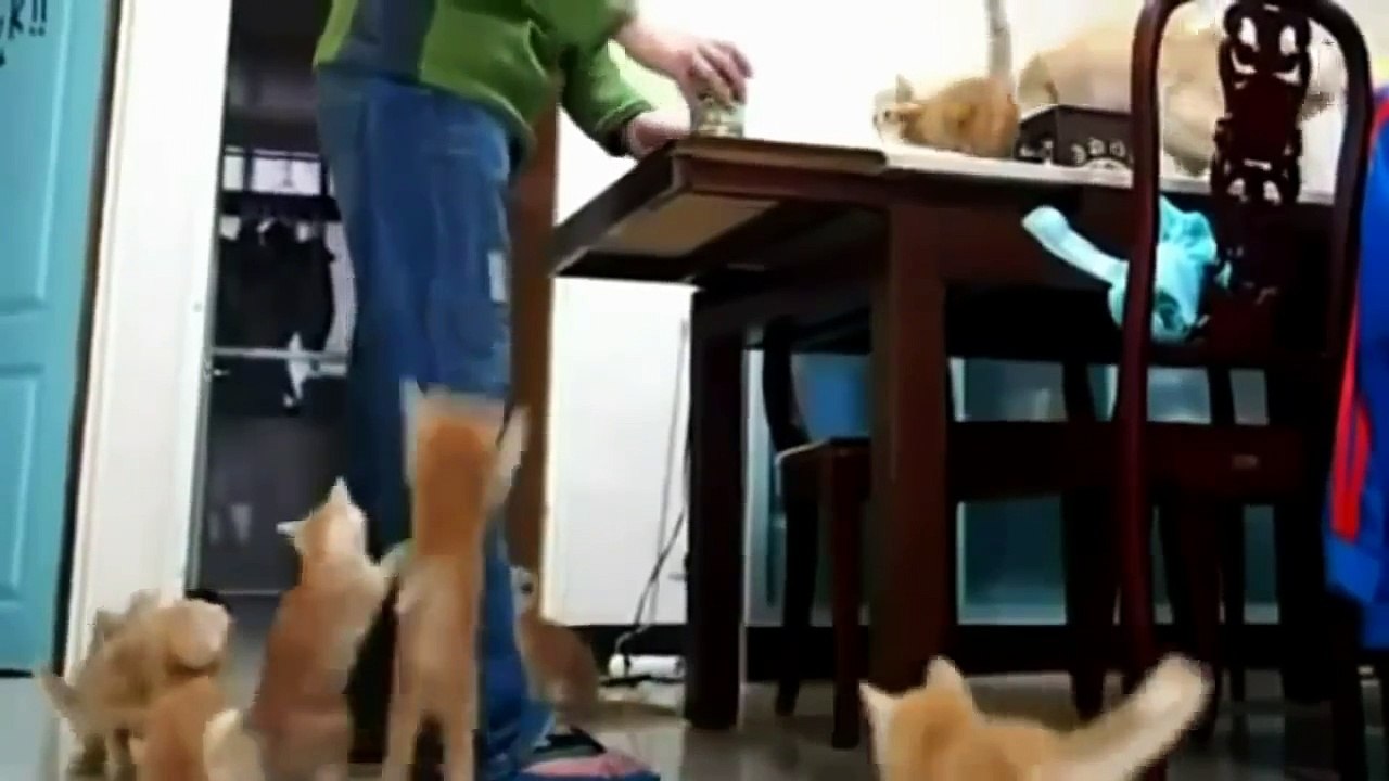 Funny cats compilation - Funny cat videos