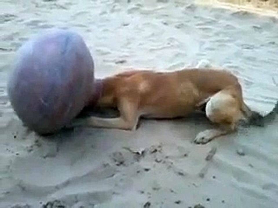 best funny video ever