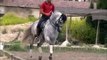 PLAN - 2005 Grey Andalusian Stallion for sale