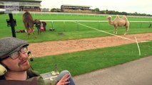 Camel Racing In Slow Motion Feat. Epic Fall - Slo Mo from Earth Unplugged