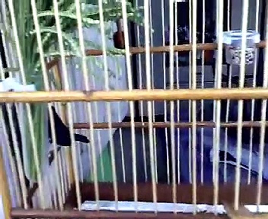 PAPA CAPIM "FANTASMA" COLEIRO DE TORNEIO "sporophilla ardesaica"