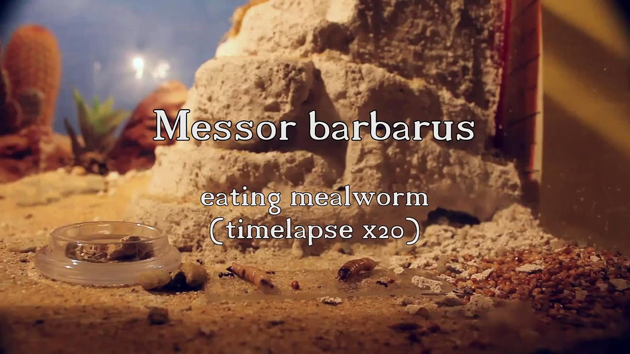 Messor barbarus timelapse