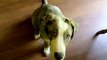 Australian Shepherd & Red Heeler Mix - My Dog Dudley - 12 weeks old