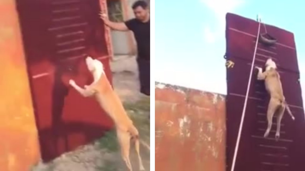 Un pitbull grimpe sur un mur de 4 mètres de haut