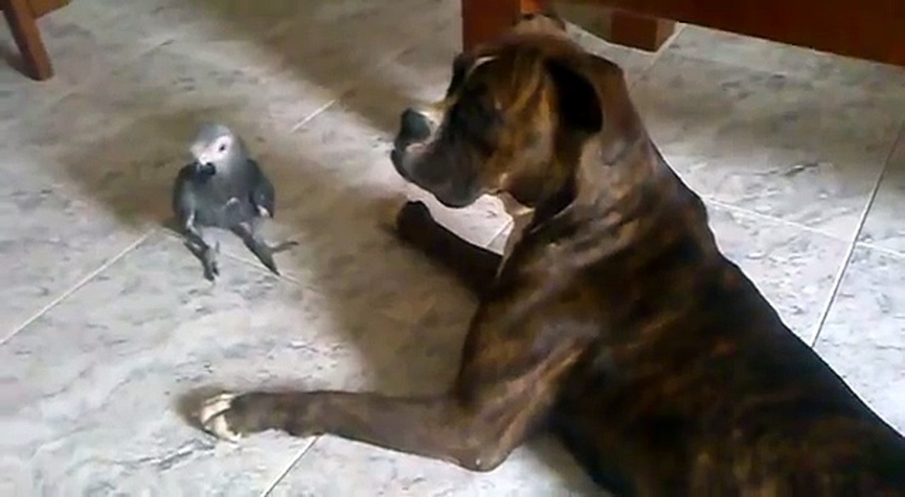 boxer jugando con yaco