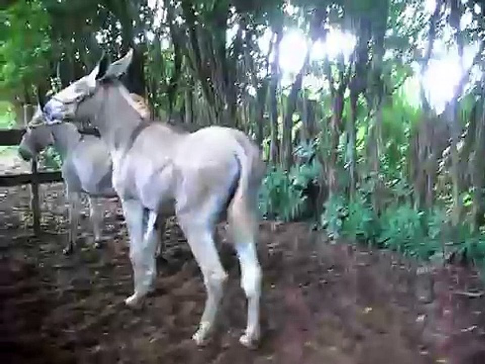jumento do brasa