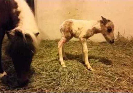 Newborn Foal Stretches Its Legs