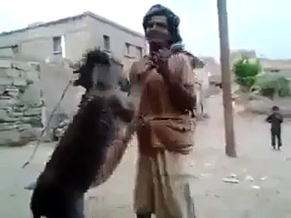 donkey dance 2015