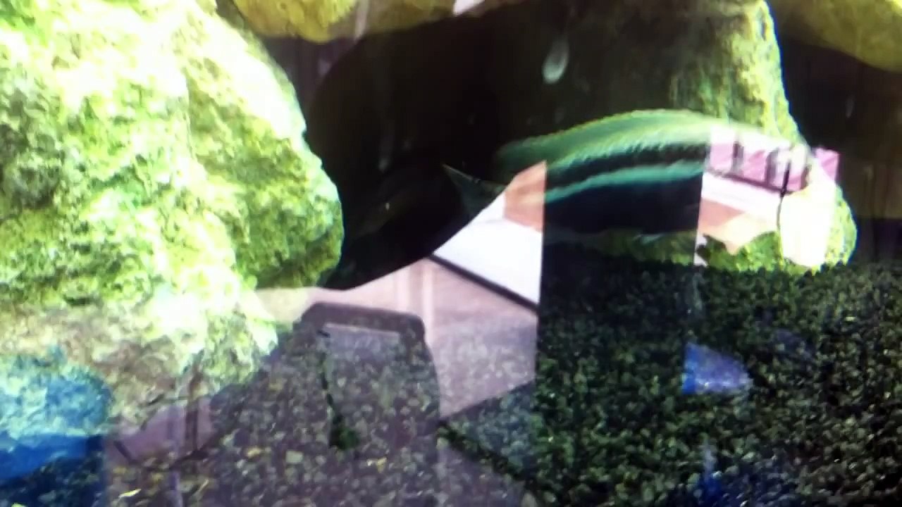 riproduzione melanochromis auratus