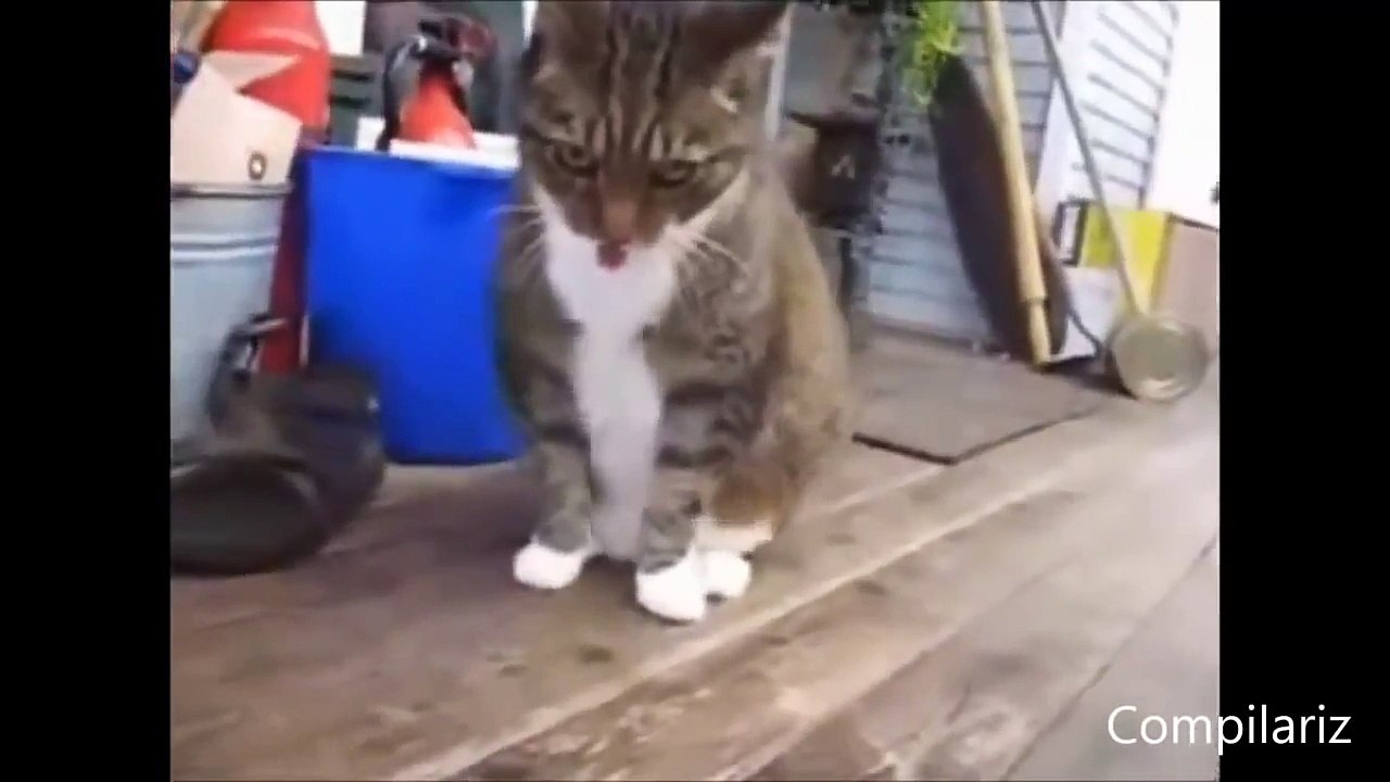 Танцующие кошки и коты, подборка под музыку