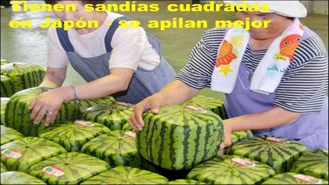 ►Datos curiosos del mundo que no sabías | Curiosidades del mundo | Sabias que animales