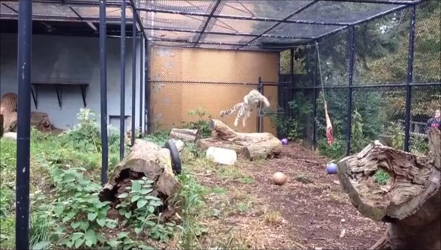 Impressionnant saut d'un léopard des neiges