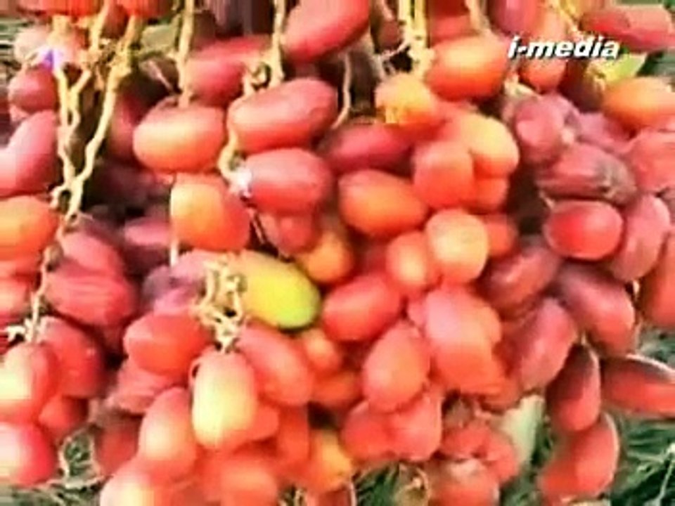 Health Benefits of Dates (Malayalam Documentary)