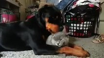 Rottweiler loves the cat so much