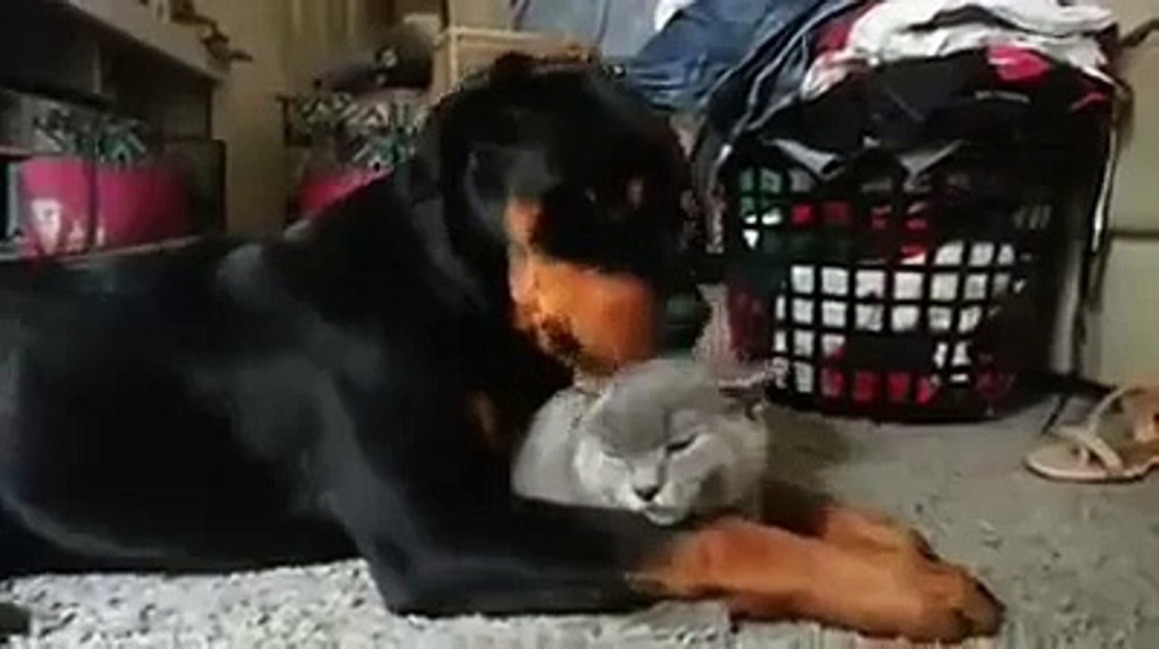 Rottweiler loves the cat so much