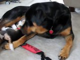 Beagle Puppy Attacks Rottweiler