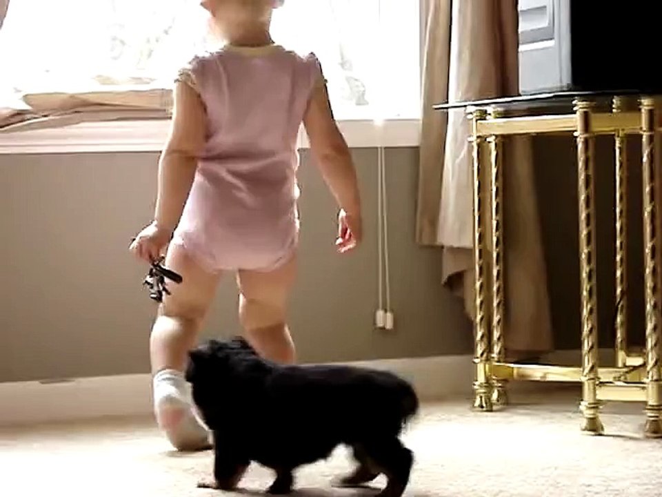 5 week old Rottweiler puppy howling, cute Rottweiler puppy