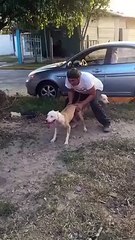 Quelle rapidité ce chien !