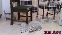 Siberian Husky Puppies Playing,Barking And Sleeping