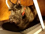 Scottish Terrier on a Treadmill