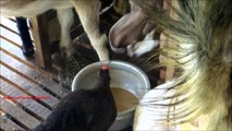 Chicken and goat having food together