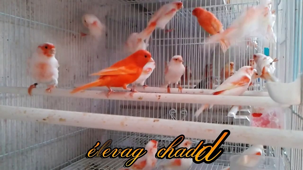 canari mosaique rouge e lipo rouge كناري الموزاييك.avi